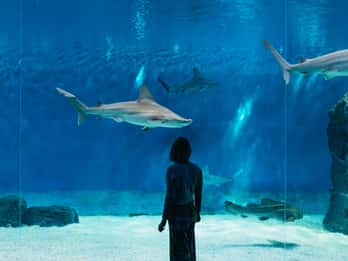 Genua: Aquarium von Genua mit Mittagessen