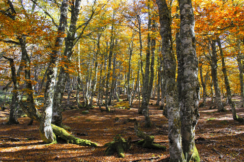 Cangas de Onís: Route in het bos van Vegabaño met lunch in een berghut