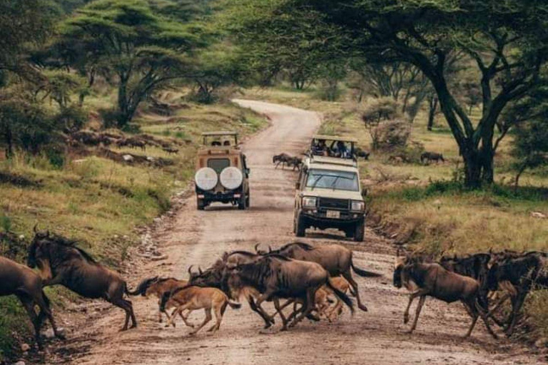 Uganda: 10-Day Luxury Safari with Gorilla Trekking