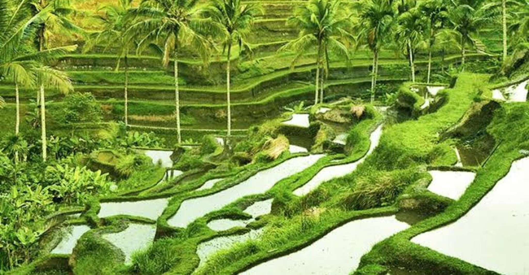 Visites d'une journée sur mesure Ubud-Fully - Hizvo