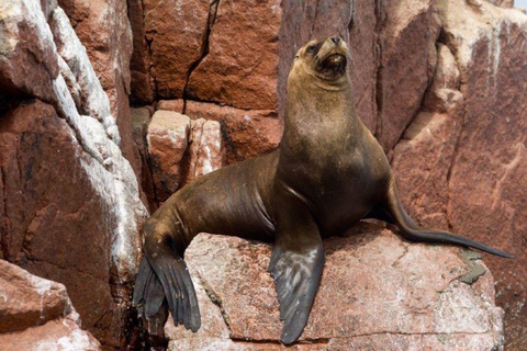 Excursion : Les îles Ballestas et la réserve nationale de Paracas