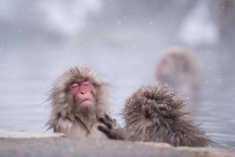 Snow Monkeys, Obuse & Sake: A Perfect Day in Nagano