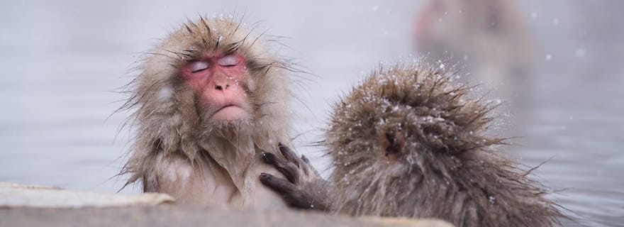 Singes des neiges, Hokusai et saké : une journée idéale à Nagano