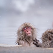 Snow Monkeys, Obuse & Sake: A Perfect Day in Nagano