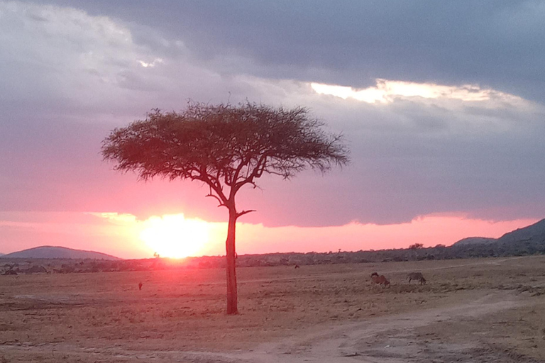 Nairobi: Safari di 3 giorni in Kenya