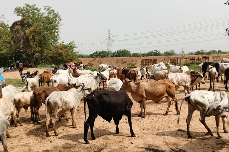 Accra: 5 Days Nature, History, Safari, Culture, Local Tour