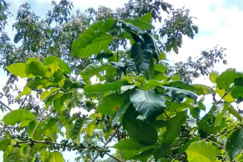 Excursión a las Cascadas, el Cacao y el Café