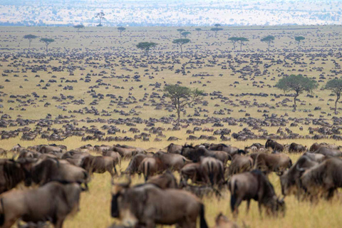 Nairobi: Masai Mara 4-Day Wildebeest Migration Safari Nairobi: Masai Mara 4-Day Wildebeest Migration Safari