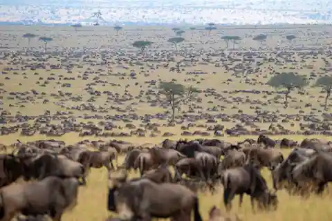 Safari de 9 dias para a migração dos gnus num jipe Land Cruiser 4x4
