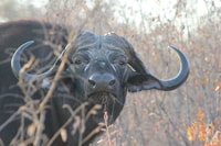 Dinokengゲームリザーブハーフデイサファリ - Housity