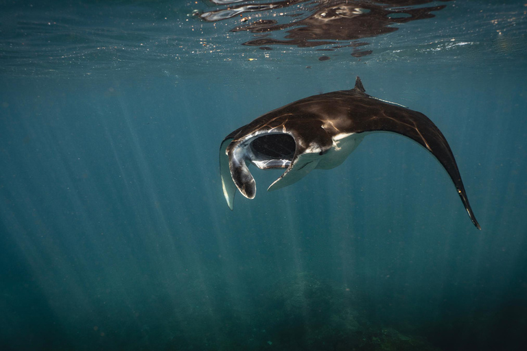 From Bali: Nusa Penida Private Snorkeling Tour with Lunch Shared Boat Trip with Meeting Point at Sanur