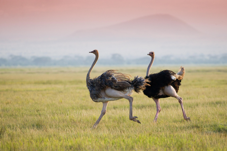 2 Tage private Tarangire und Ngorongoro Krater Safari2 Tage