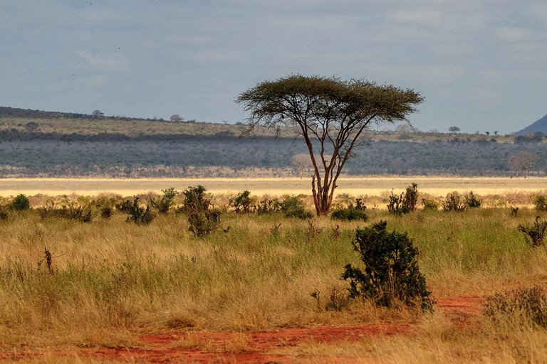 Tsavo Ost Tagestour von Mombasa/Diani/Malindi