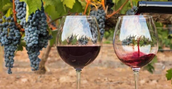 Half Day Tour with Olive Oil & Wine Tasting Experience