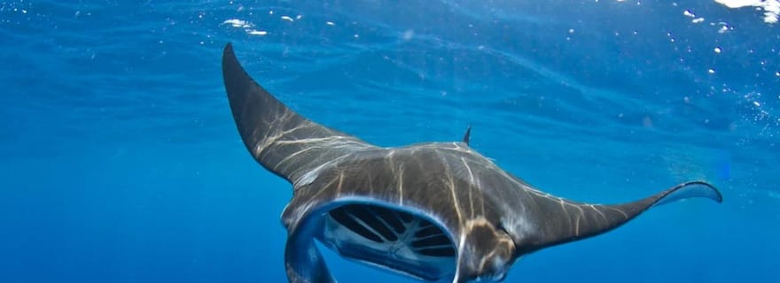 Au départ de Lembongan : Manta Point Snorkeling & West Penida Tour