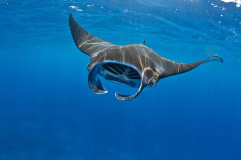 From Lembongan: Manta Point Snorkeling & West Penida Tour Snorkeling and West Land Tour with Hotel Pickup and Drop-Off
