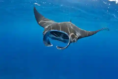 Da Lembongan: Snorkeling a Manta Point e tour di West Penida