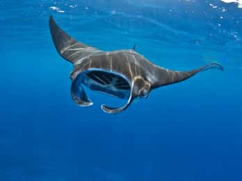 Desde Lembongan: Excursión de snorkel a Manta Point y Penida Occidental