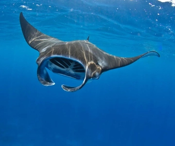 Vanuit Lembongan: Snorkelen bij Manta Point & West Penida Tour