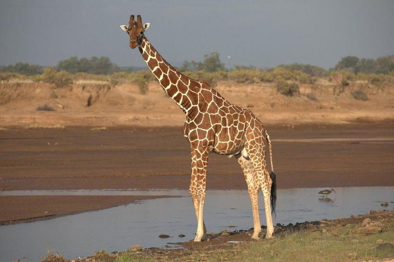 3 Days, 2 nights safari to Samburu National Reserve 3 Days private safari in a 4x4 Landcruiser jeep