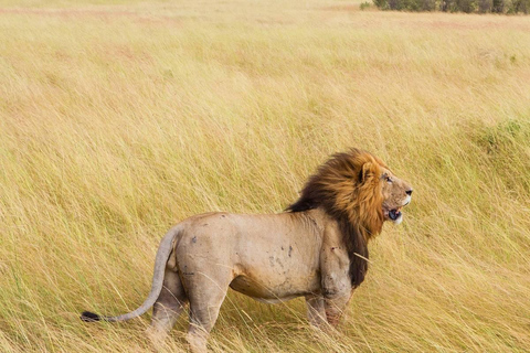 Arusha National Park Half Day Safari With Walking Tour