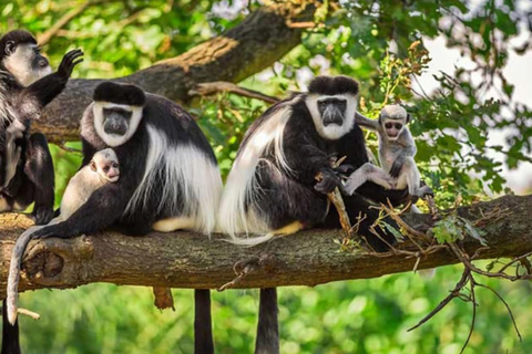 From Kigali: 2-Day Nyungwe Chimpanzee Trek, Canopy & Zipline