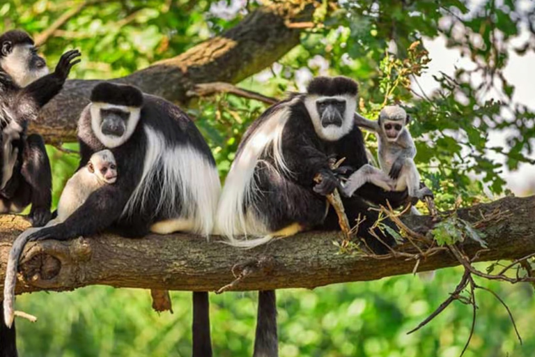 From Kigali: 2-Day Nyungwe Chimpanzee Trek, Canopy & Zipline