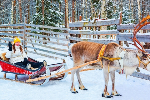 Levi: Paseo en trineo de renos de 1,5 km por el bosque nevado de KermikkäKermikkä - paseo de 1,5 km en trineo de renos por el bosque nevado