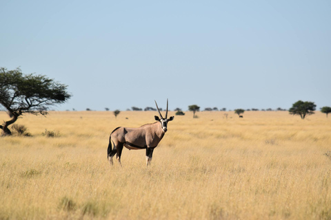 Arusha: 6-Day Safari to Tarangire, Serengeti, and Ngorongoro
