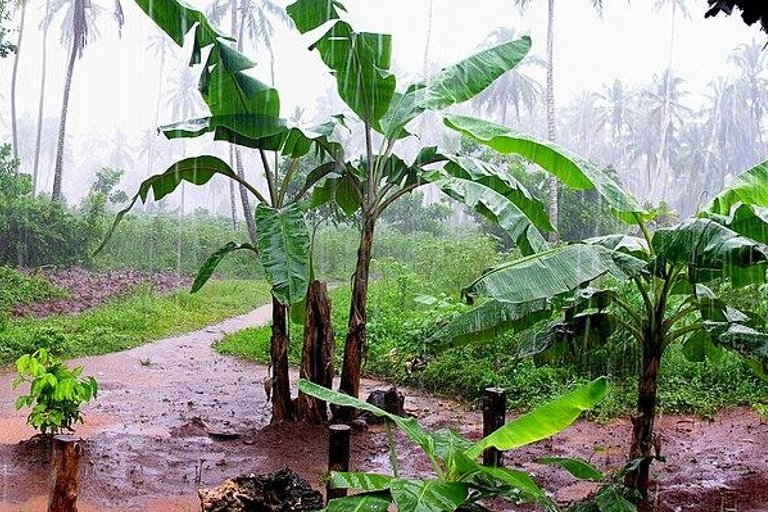 Zanzibar Essence: Cidade de Pedra e Aventura nas Plantações de EspeciariasZanzibar: Excursão a Stone Town e Plantações de Especiarias