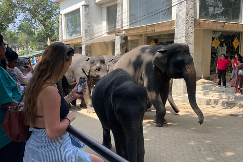 Pinnawala and Kandy Day Tour from Colombo or Negombo Pinna Walla and candy one day tour