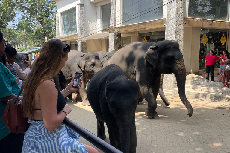 Pinnawala and Kandy Day Tour from Colombo or Negombo Pinna Walla and candy one day tour