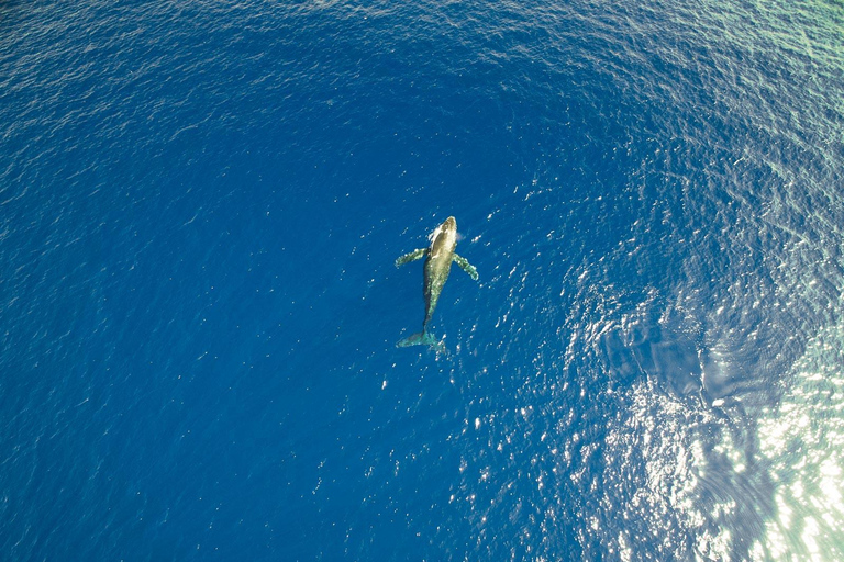 Waikoloa Deluxe Catamaran Whale Watch