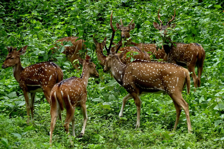 Tour privado de 5 días por Kerala con entradas para visitas turísticas