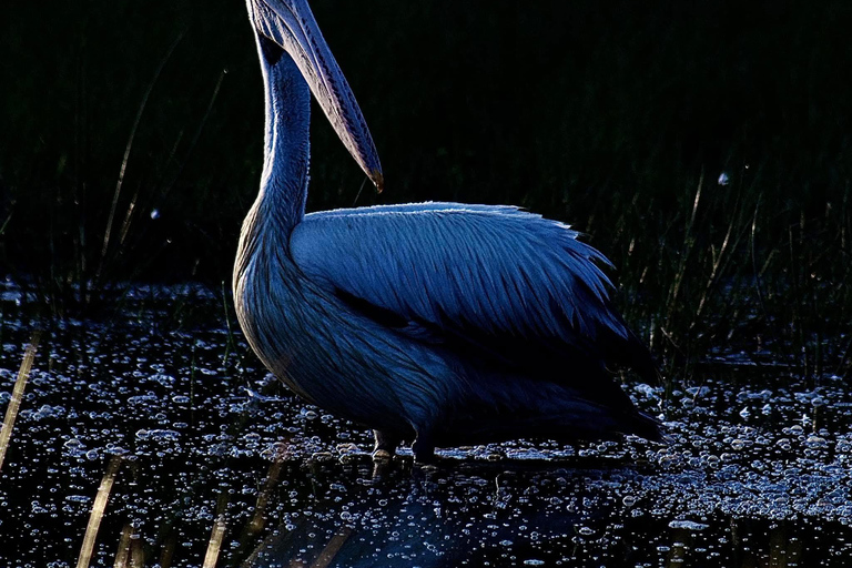 Talangama Wetlands Birdwatching & Local Village Experience