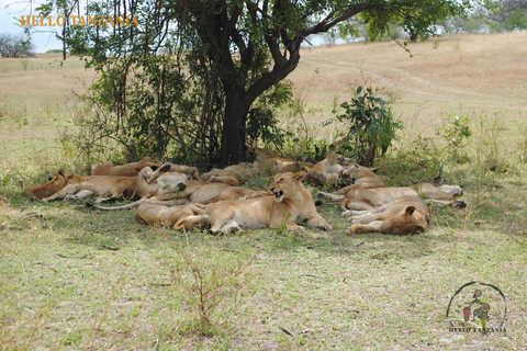 Selous : Un safari hors route d&#039;une journée au départ de Zanzibar