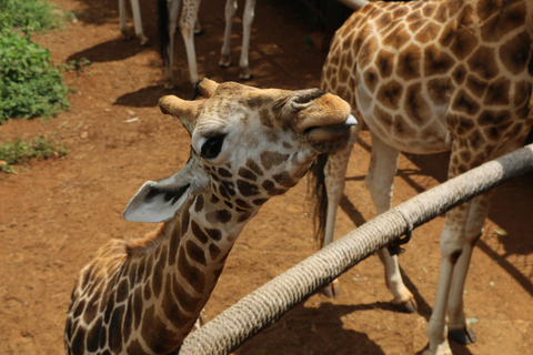 7 giorni di safari urbano e nella savana in Kenya