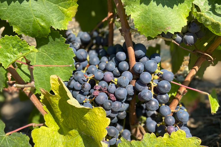 Small Group Guided E-Bike Tour in Nice’s Organic Vineyard