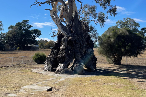 Barossa Valley: Gourmet Food & Wine Tour with Cheese Tasting