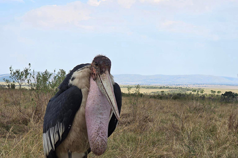 Safári de 7 dias em Amboseli-Bogoria/Baringo-Nakuru e Masai Mara.