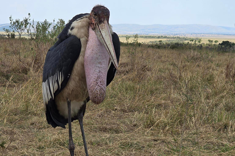 7 Days Amboseli-Bogoria/Baringo-Nakuru & Masai Mara Safari.