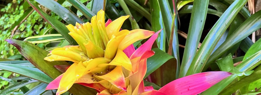 Saveurs de la Barbade