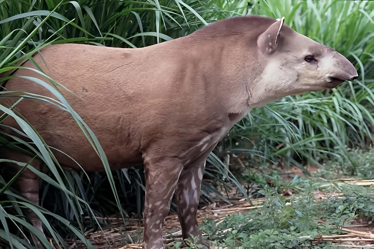 São Paulo & Atlantic Forest: Serra do Mar State Park Tour