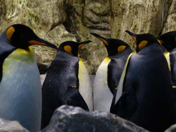 Galería de fotos para redes