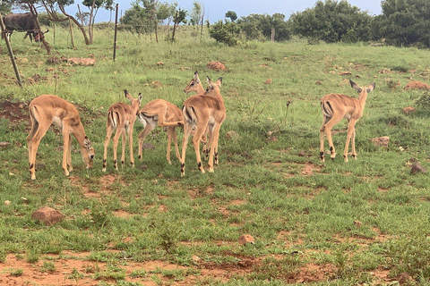 Rundtur i lejonparken i öppet safarifordon