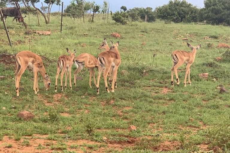 Tour del Parco dei Leoni in veicolo Safari apertoTour del Lion Park in un veicolo safari aperto