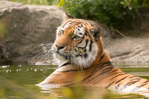 Z Delhi: 3-dniowa wycieczka Ranthambore Tiger Safari TourPrywatna wycieczka z zakwaterowaniem w 4-gwiazdkowym hotelu