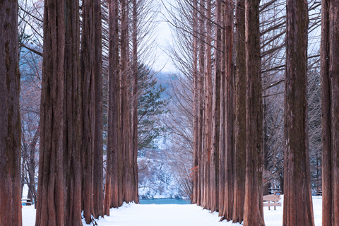 From Seoul: Vivaldi Park Ski World with Nami Island Day Tour Shuttle only + Nami Island - Meeting at DDP Station