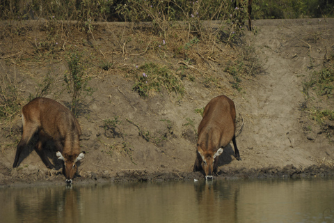 Uganda: 3-Day Lake Mburo National Park Adventure Tour