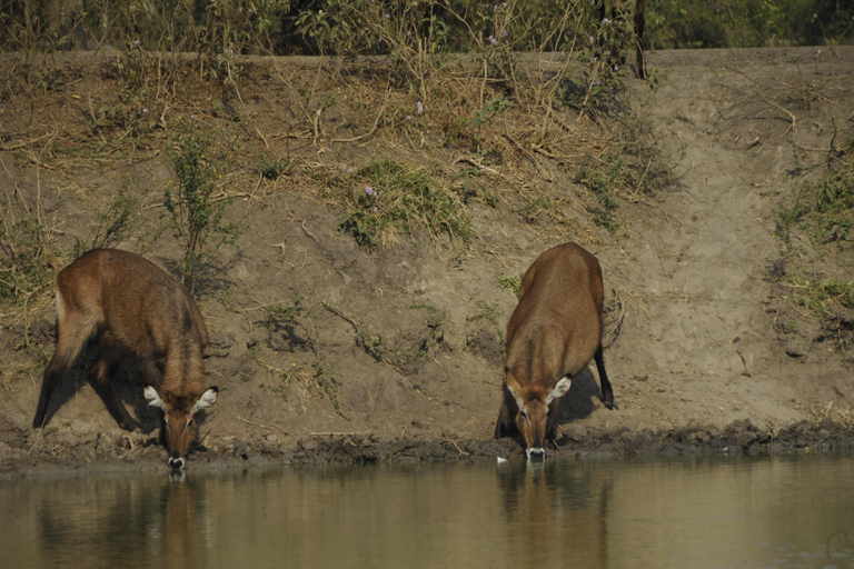 Uganda: 3-Day Lake Mburo National Park Adventure Tour